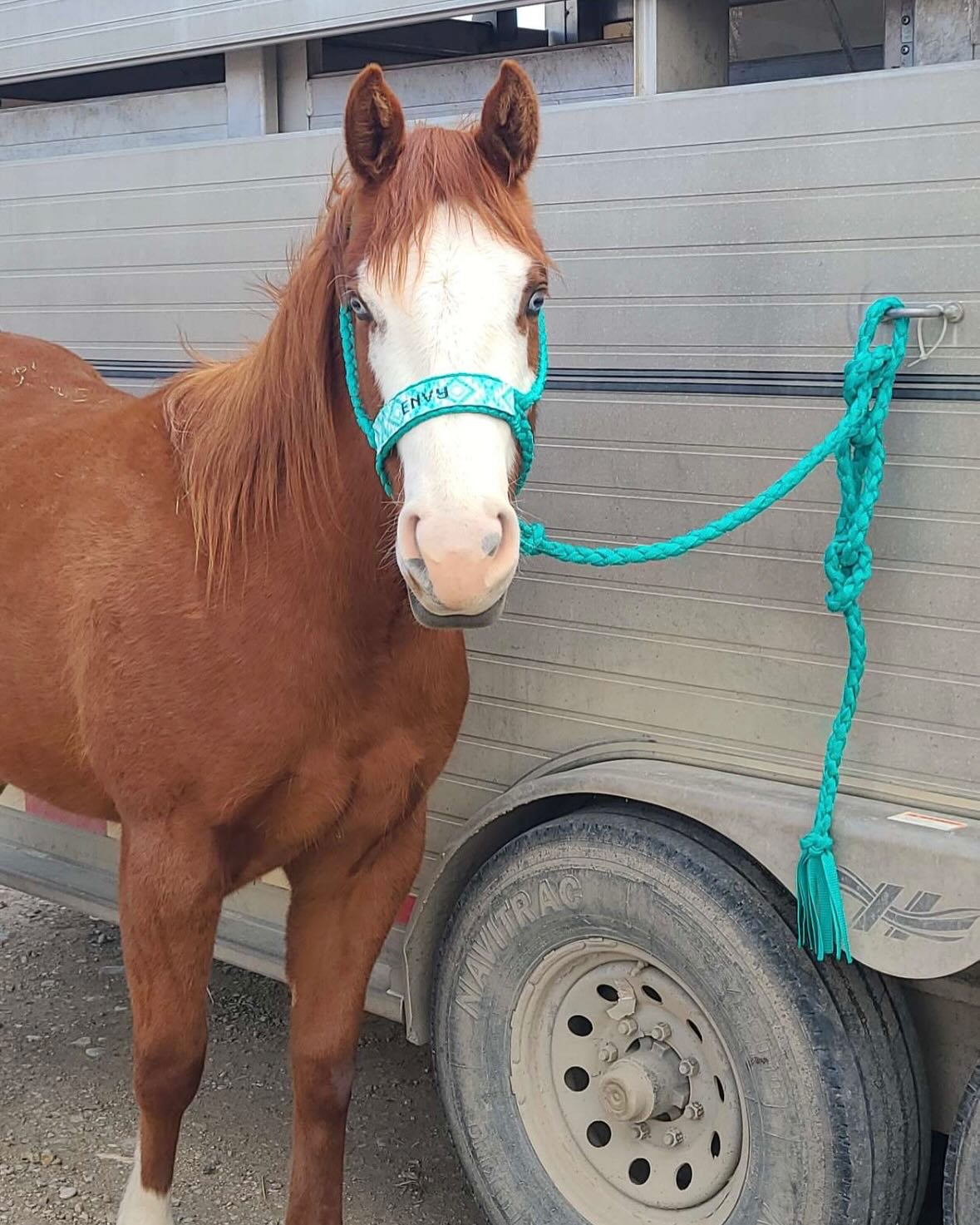 Muletape Halter- Aqua